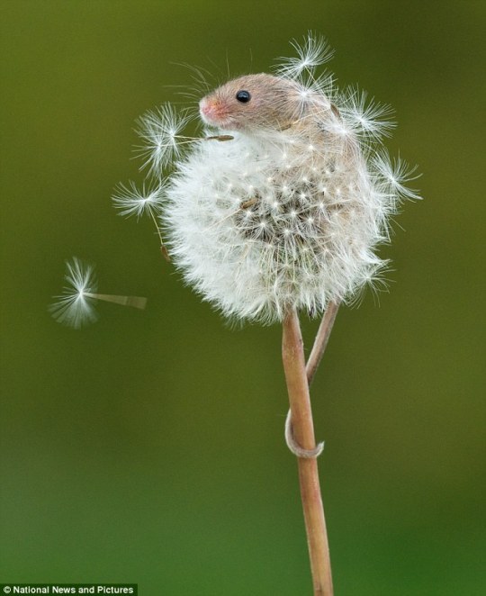 neonthebright:  creatorofuniverses:  zoeykoko-chu:   literally the cutest animal ever in history look at this lil fuzz tiny bean ! friendly bean they climb on basically everything. probably to get closer to kiss u if this mouse gets any more disney than