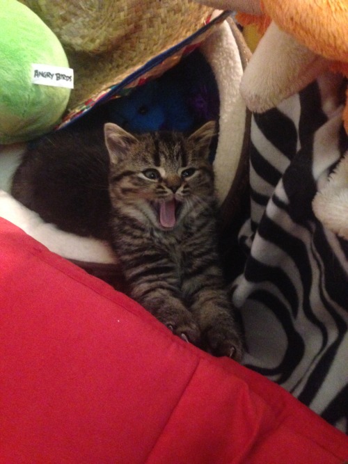 Our newest kitten, Harold! He&rsquo;s a Scottish Fold and is 3 months old and super cute.(submit