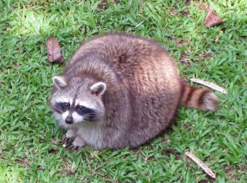 maxscoville:fuckyeahraccoons:Coonloaf anyone?Roll forth, majestic rotund little king of garbage.