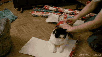 Sex gifsboom:How To Wrap A Cat For Christmas. pictures
