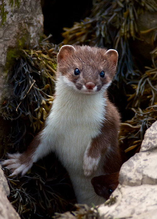 funkysafari:  Stoats, Wales by black fox wildlife photography 