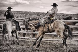 babybear49:  Fun in the saddle breaking horses to ride… 
