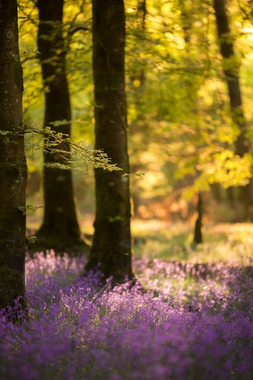 renamonkalou: Spring Meadows - Ireland | Lee Corr