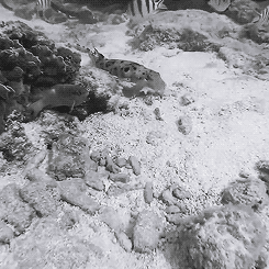 Epaulette Shark Hunting At Low Tide On Lady Elliot Island 