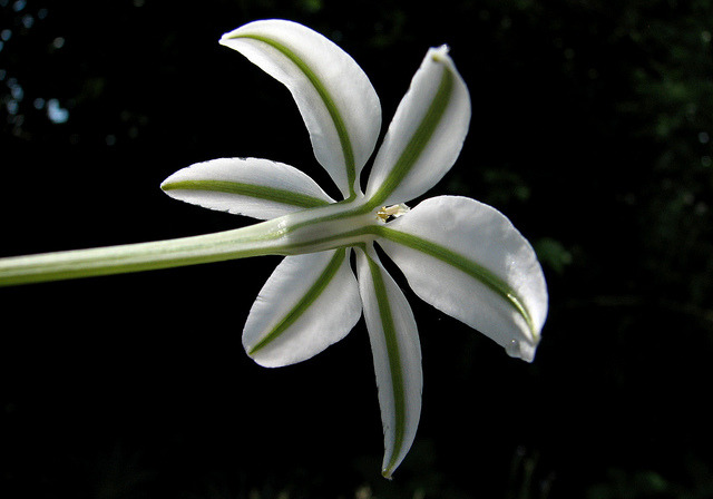 Phytoo Milla Biflora Abaxial View C Uluwehi Knecht