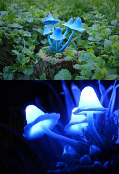 sosuperawesome:Mushroom Night Lights by The Snowmade on Etsy 