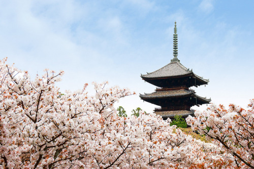 仁和寺御室桜 ／ Ninna-ji Temple Omuro Cherry Blossom by Active-U on Flickr.