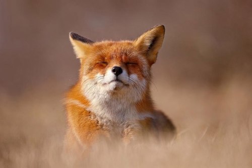 foxylover