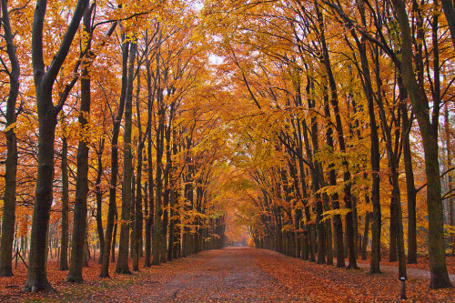 brutalgeneration:  In de Lage Vuursche (by Annemieke Prozée)  -
