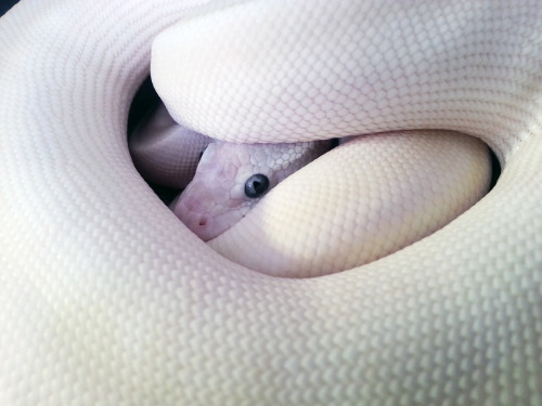 solid-snakes:This stunning guy is rather shy. 