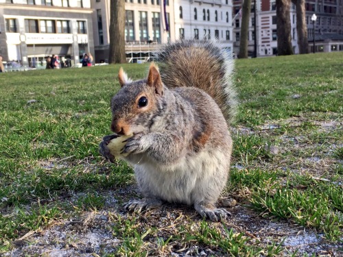 kingcheddarxvii:Good news everyone I met a squirrel today. This is of critical importance