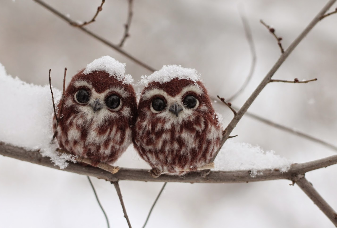 nubbsgalore:  precious lil snowballs. (click pic or link for credit x, x, x)  