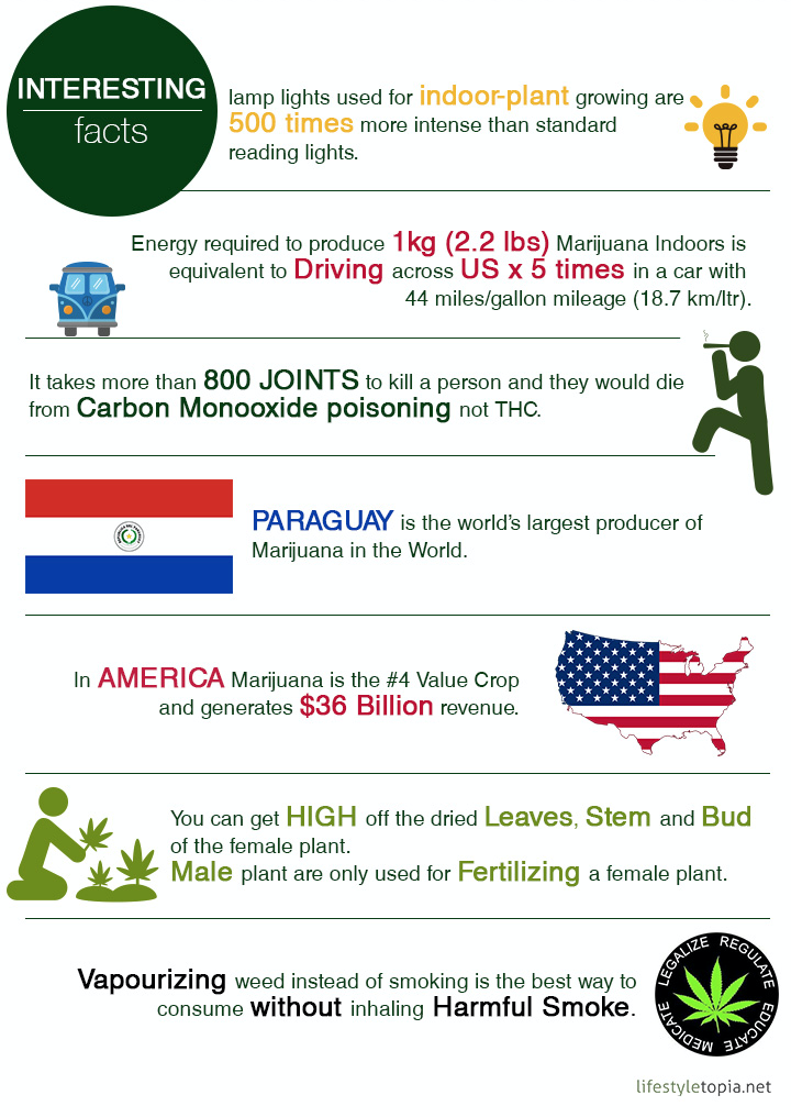 americaninfographic:  Marijuana Facts