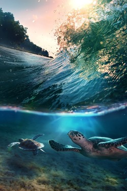 tect0nic:  Tropical paradise with turtles