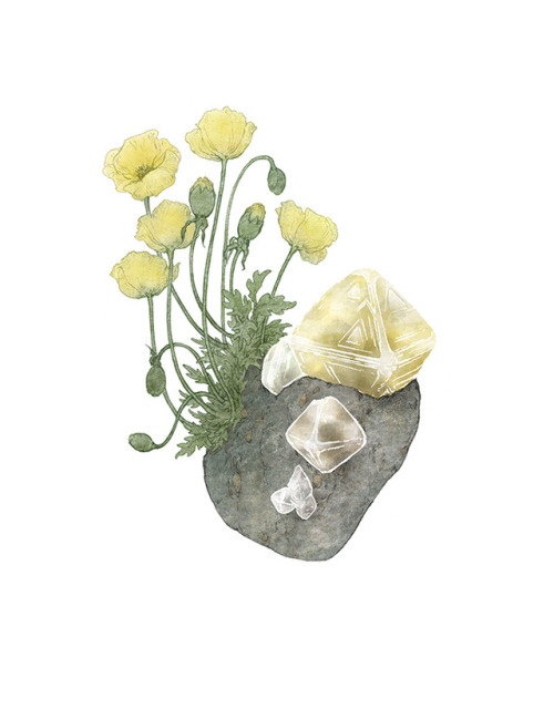 Arctic plants and stones: Labradorite with crowberry, Diamond with arctic poppy, Moonstone with arct