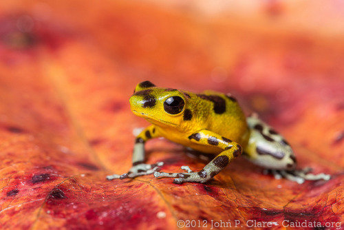 creatures-alive:  Strawberry Poison Frog - Oophaga pumilio by John P Clare on Flickr.