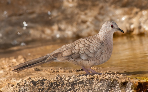 thalassarche:Inca Dove (Columbina inca) - photo by Robert (Chris) Barnard