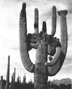 indypendent-thinking:  Saguaro cactus National Park 1941, Ansel Adams 