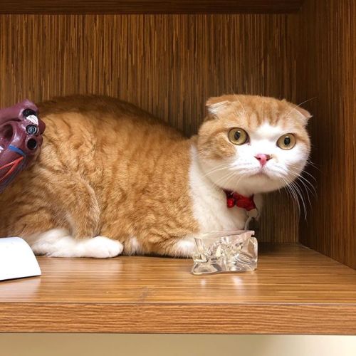 Sad at the vet just a checkup #ねこ#고양이 #gato #gatito #cat #scottishfold