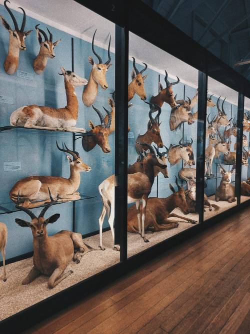 twofacedgods:The Natural History Museum at Tring, HertfordshireA quaint museum in the quiet of the countryside: the zoological collections of Walter Rothschild, a baron of Victorian Britain. Here is a menagerie of taxidermy specimens, with all manner