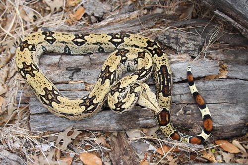 Birch Beer - Lemke line North Brazil (Boa constrictor)Dark phase.