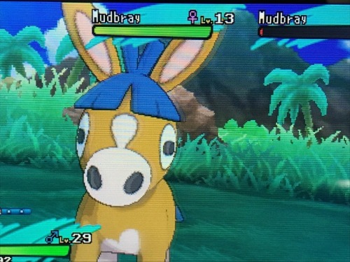 shiny donkey!