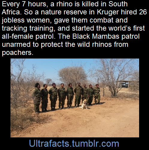 ultrafacts:  youreekofhavoc:  jiggymonster161:  ultrafacts:    In a bid to engage communities outside the park fence,a reserve hired 26 local jobless female high-school graduates, and put them through an intensive tracking and combat training programme.