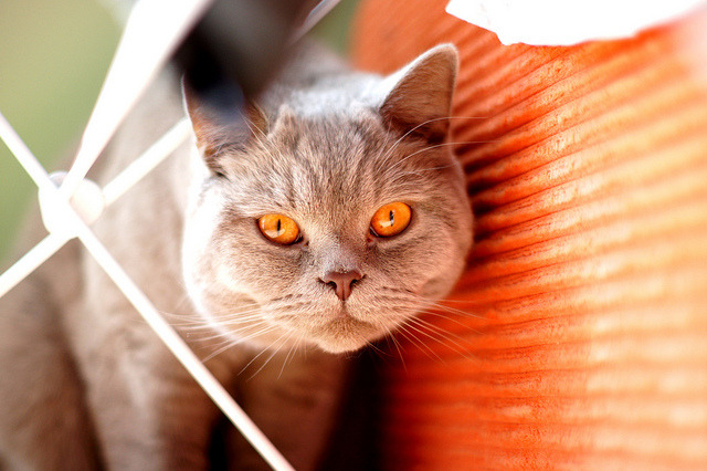 catp0rn:  Orange cat on Flickr