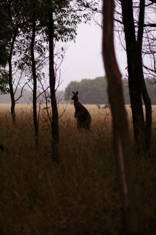 scottsparksphotography:  Kangaroo