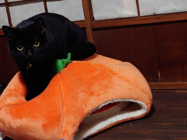 straycatj:皆しゃん　こふの　はろうぃんまじっくの　おじかんでちHey hey everyone, it’s Kofu’s Halloween Magic time!じゃあ…かぼちゃさんにのるでち？Ok…Kofu am going to sit on the pumpkin…3.2.1…Ｊせんせが出てきたでちー！せいこうでち！Wow!