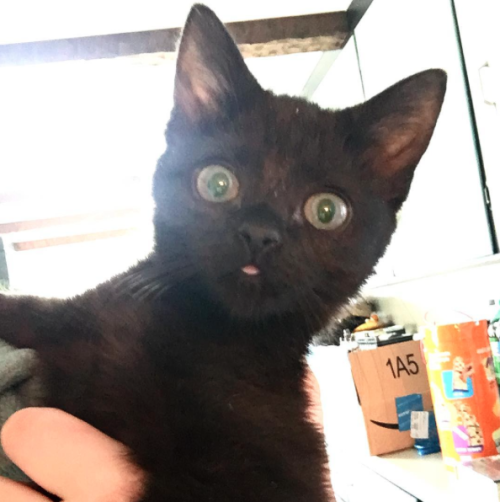 kdotjay-draws-and-reblogs: sindri42: High quality content. black cats giving me high quality bleps i