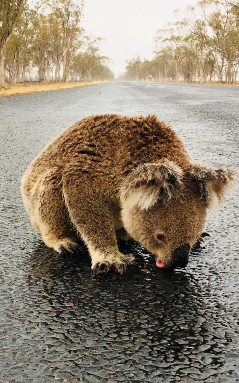 nevver:Koala means “no drink”, Pamela Schramm