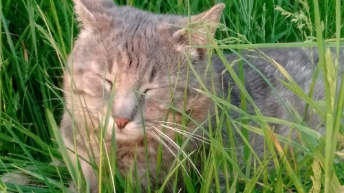 cottagecored: my cat likes the grass!