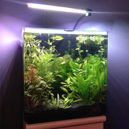 anemoqhobiaa:Day 26 #fishblr