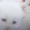 gisakys:meow meow kill me now