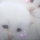 gisakys:meow meow kill me now