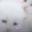 gisakys:meow meow kill me now