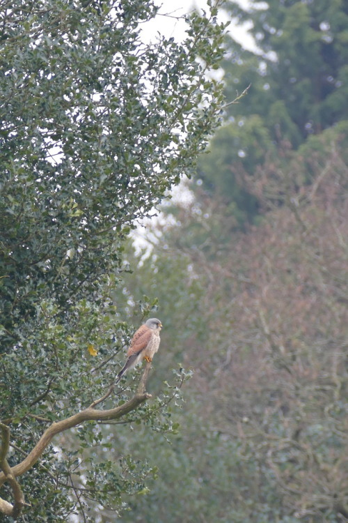 A kestrel spotted near Healey Nab above Ankelzarke Reservoir. March 2018