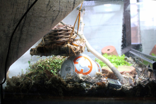 winterhazelly:FINALLY rescaped the snildren’s vivs! Here’s more info on the setup. The o