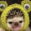 barely-functioning-frog