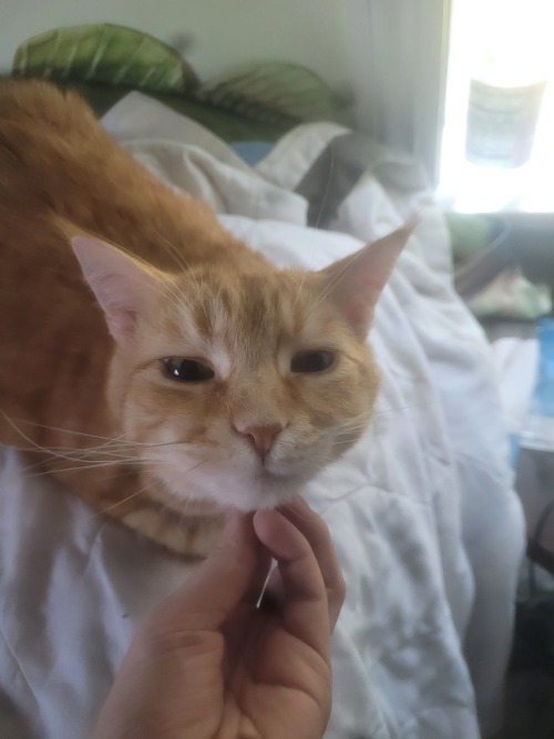 I Love The Face He Makes When I Give Him Chin Scratches