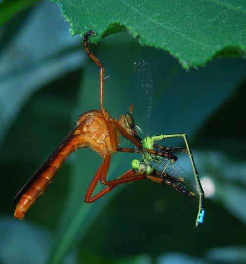 I now know why they call these insects “hanging thieves.” After they catch their prey, t