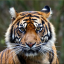 wildtierdreammarcus