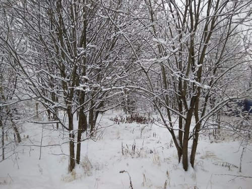 Зима в Подмосковье -  Winter in Moscow 