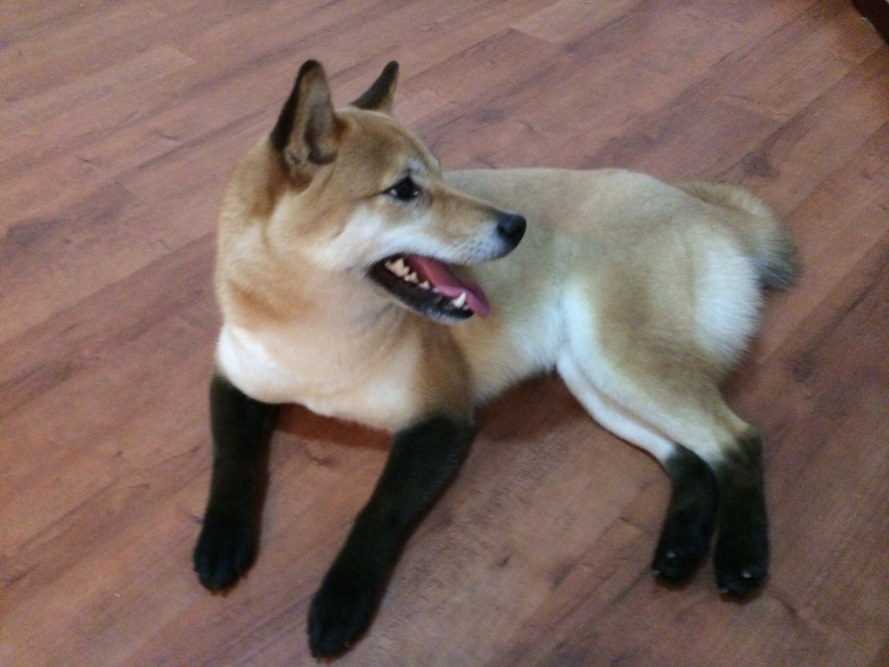 zoe-fuentes:  pacific-indigo:  Red Fox Shiba  IT LOOKS LIKE IT HAS SOCKS OMFG 