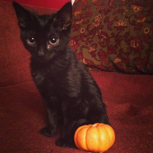 blackmetalbuckybarnes:doomstarrequiem:#throwbackthursday for a tiny toot with a pumpkin! #cats #blac