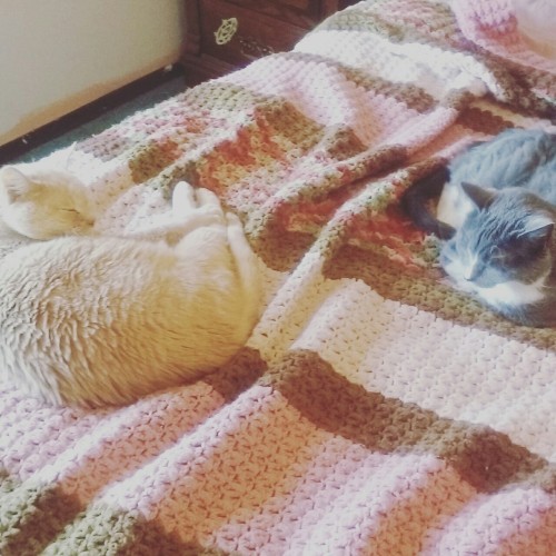 timberlines:Buttercup or croissant? :O
