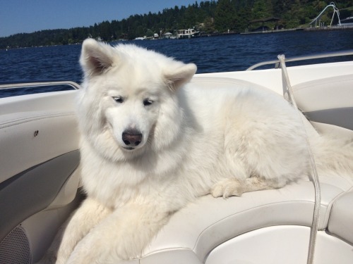 skookumthesamoyed: Skookum the Sailor Samoyed!