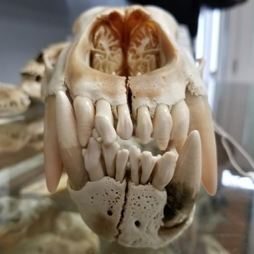 buy-skulls:Every bone tells a story and this polar bear skull has a crazy story! Check out the insane, healed, broken ja