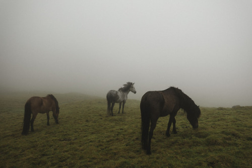 stephaniedolen:streymoy, faroe islands